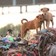 safari world animal abuse CB_Methane_Rise_Landfill