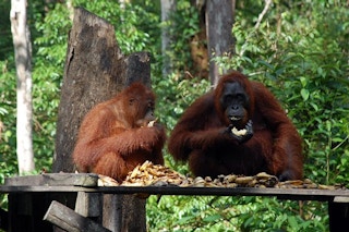 orangutans eating kalimantan indonesia