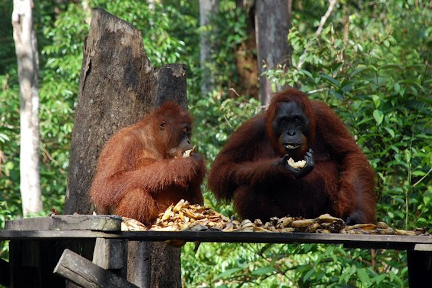 orangutans eating kalimantan indonesia