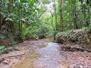 Amazon rainforest of El Oriente