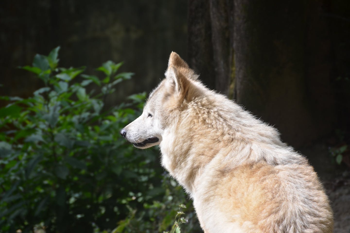 Elusive Himalayan wolves emerge on the slopes of Everest | News |  Eco-Business | Asia Pacific