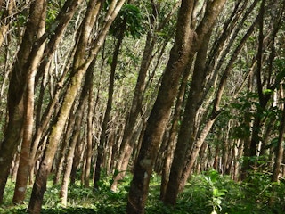 Rubber trees undergrowth