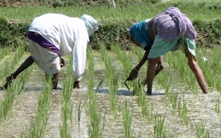 rice farmers Karnataka, india