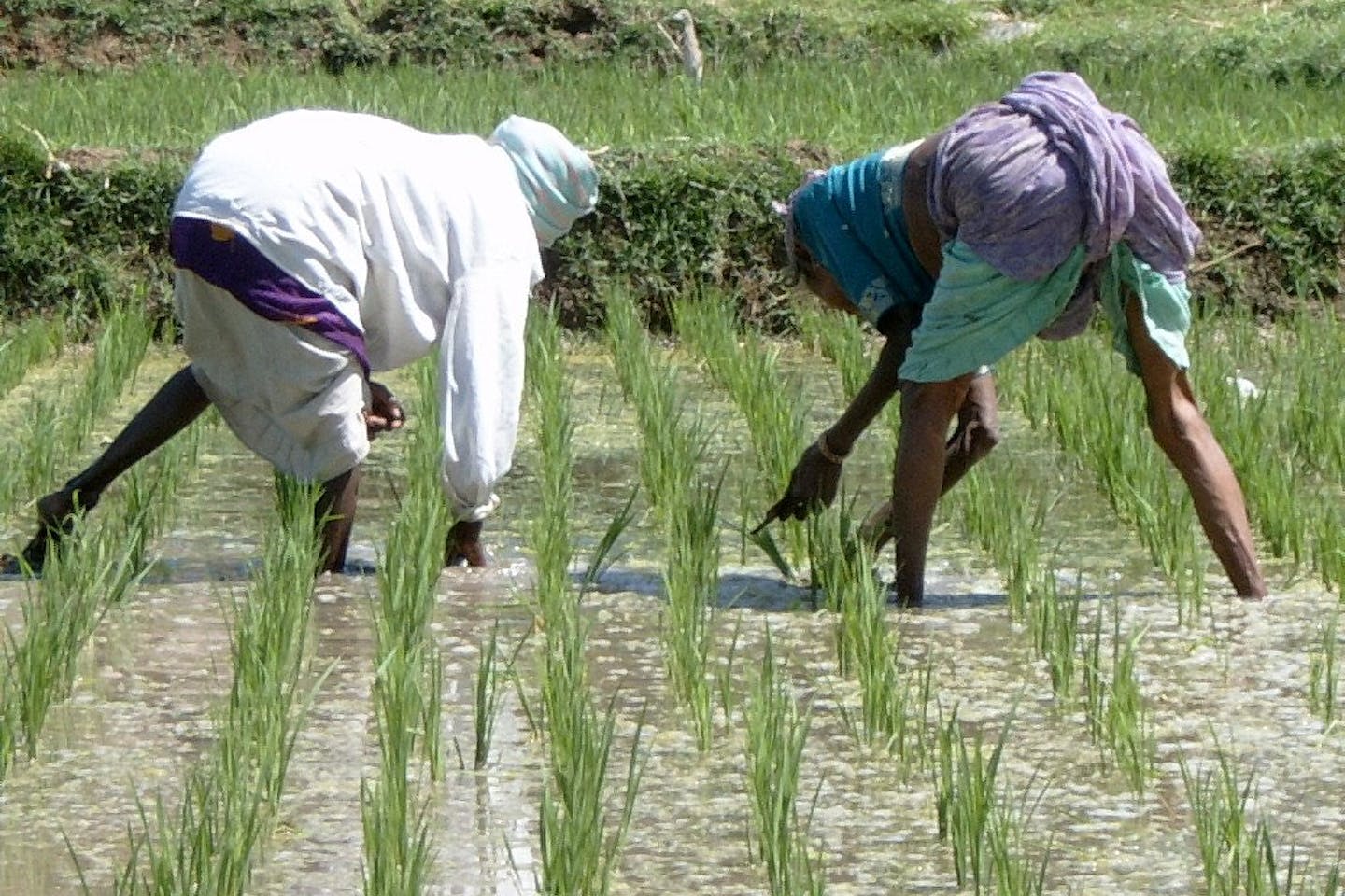 rice farmers Karnataka, india