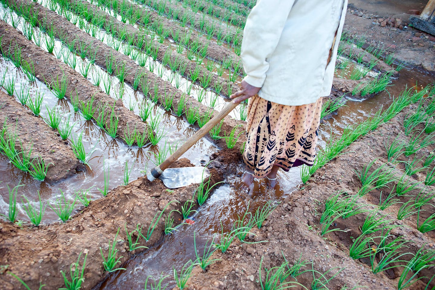 Irrigated crops India