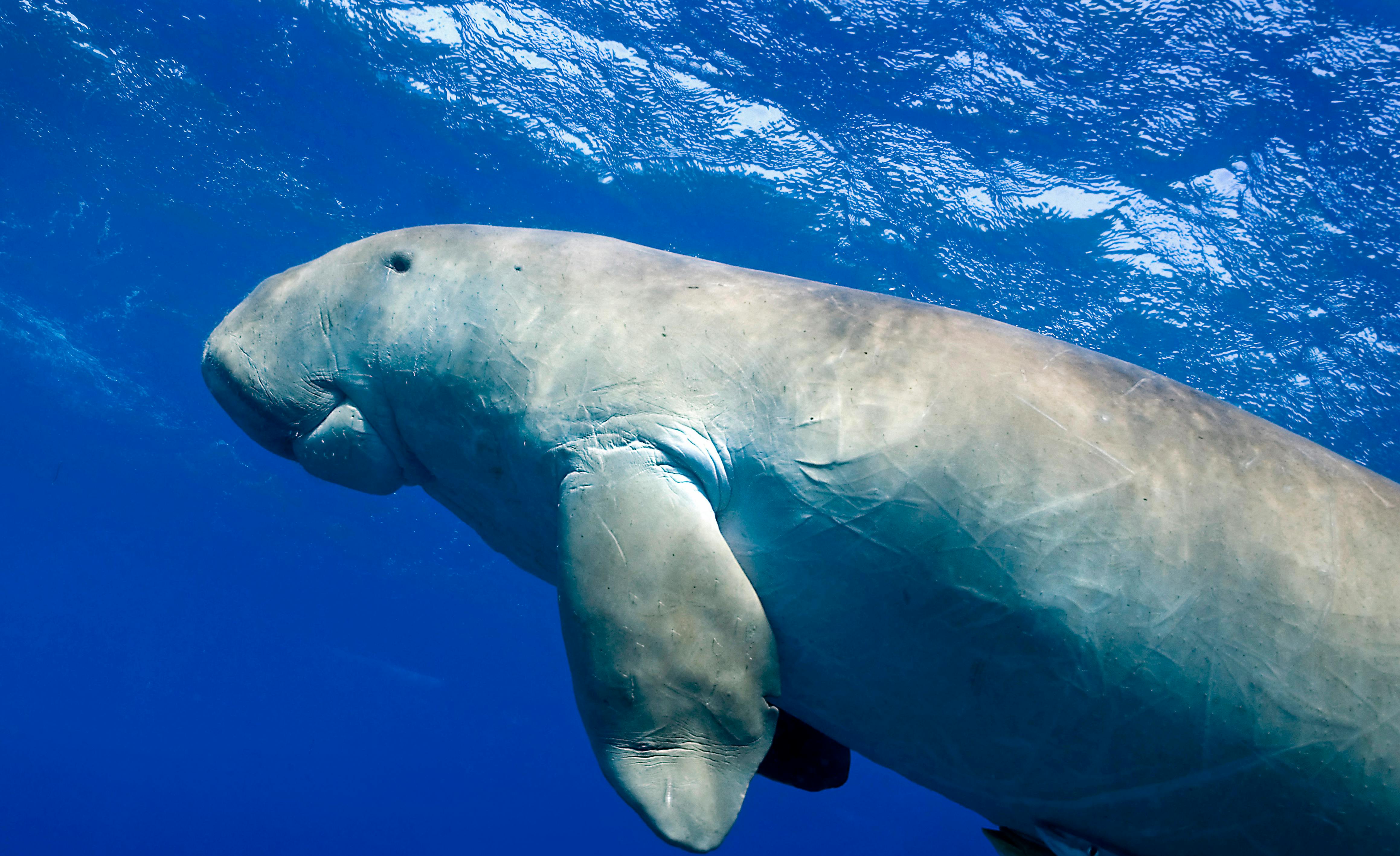 Dugong_Seagrass_Decline_Thailand