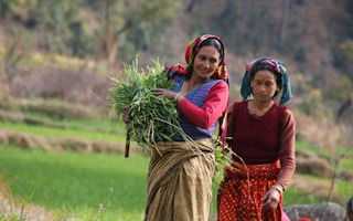 Harvesting_Fodder_Uttarakhand_India