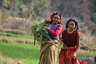Harvesting_Fodder_Uttarakhand_India