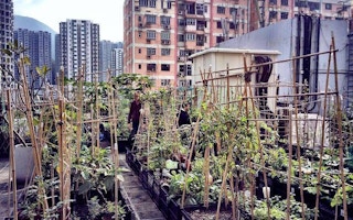 Urban farming on the rooftop of a Hong Kong building