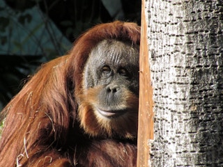 Sumatran_Orangutan_Dam