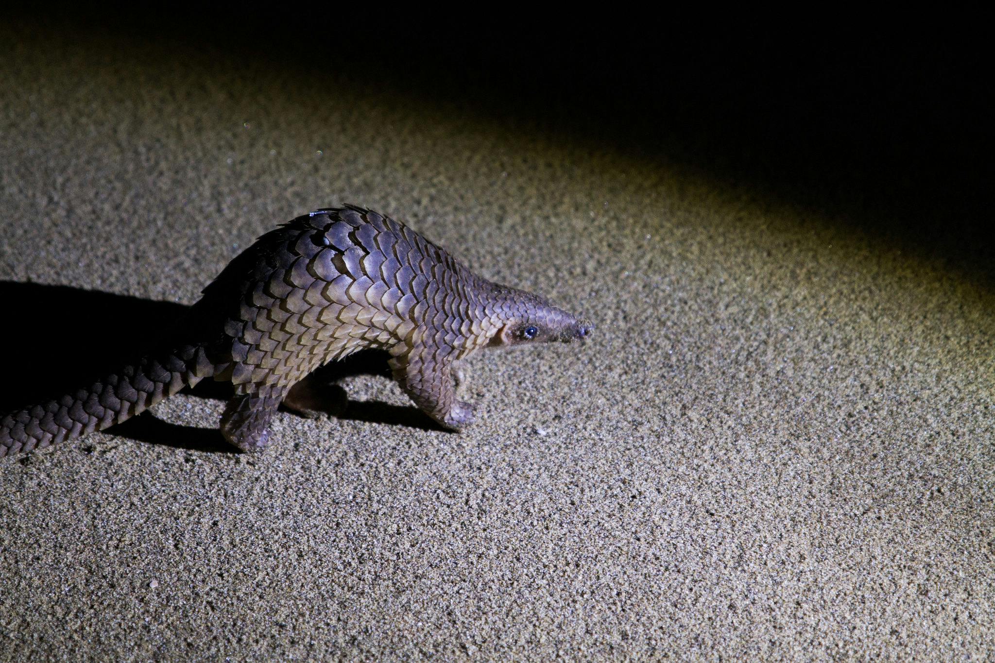 Environmental_Crime_Pangolin_Crossing_Indonesia