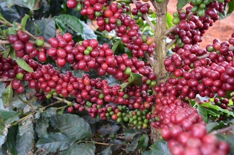A coffee bush in Sumatra. Image: Olam