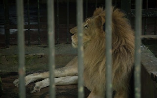 Lion_Zoo_Sri Lanka