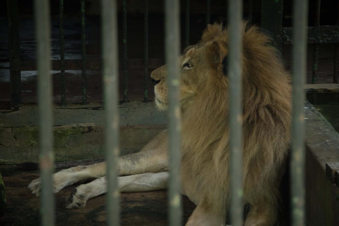 Zoo animals suffer as food prices surge amid Sri Lanka's economic crash |  News | Eco-Business | Asia Pacific