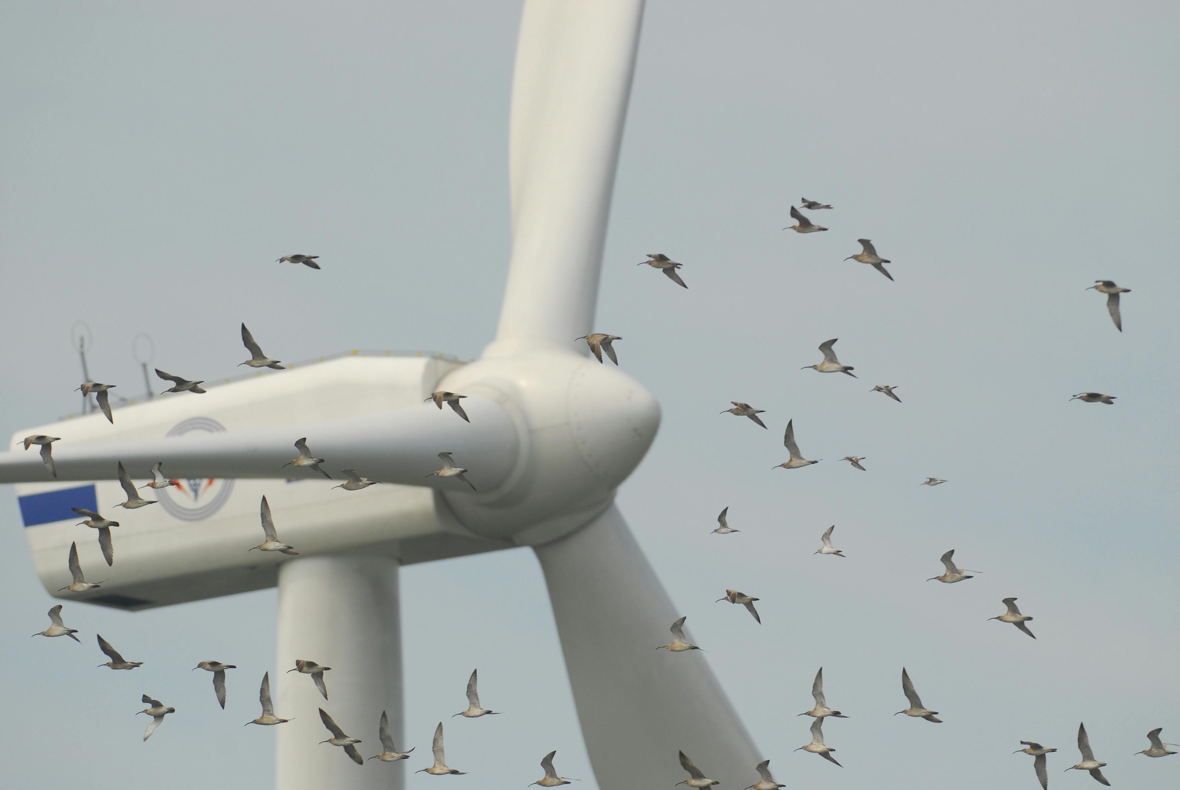 Wind turbines and birds