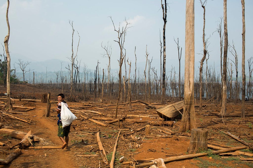 Myanmar Risks Losing Forests To Oil Palm | News | Eco-Business | Asia ...