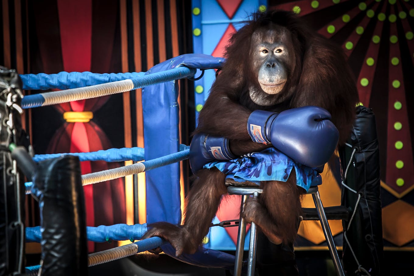 Orangutan in boxing attraction in Thailand