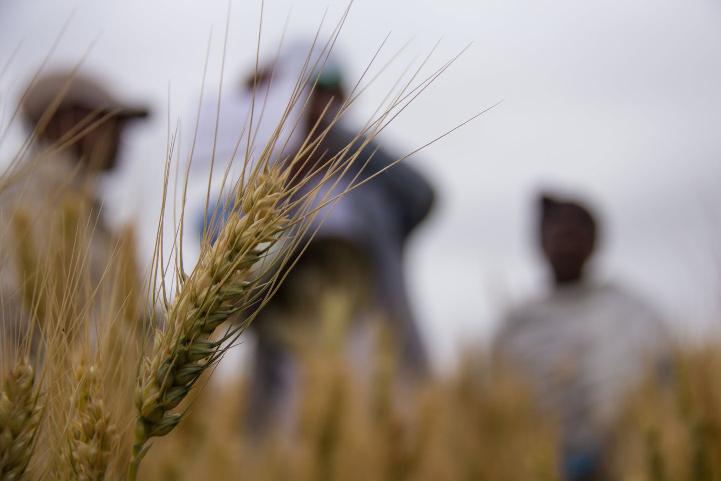Global wheat yields would be 10 per cent higher without climate change |  News | Eco-Business | Asia Pacific