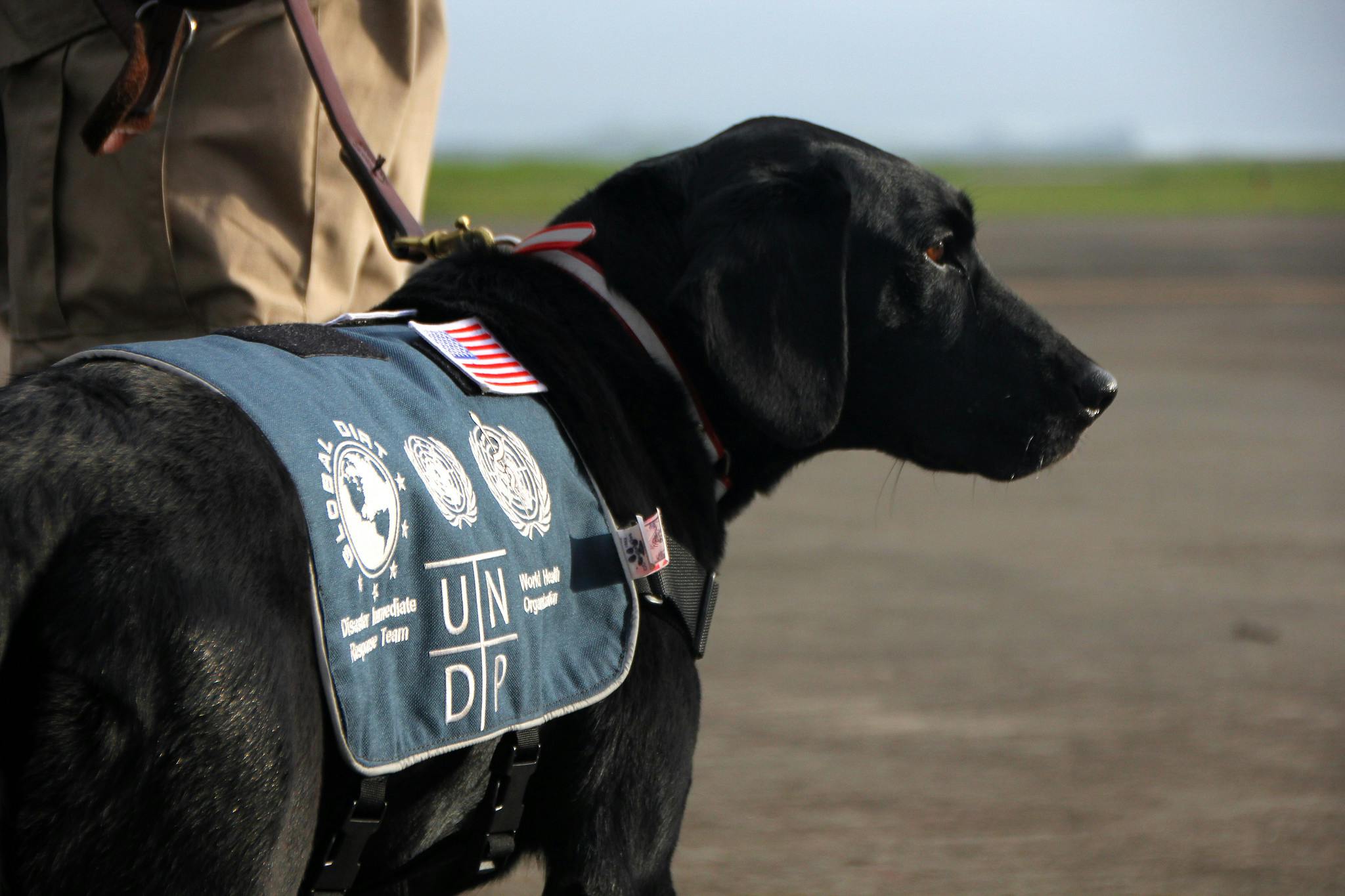 Trained_Dog_Natural_Disaster_Philippines