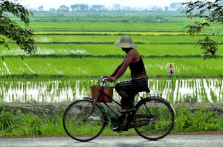 cycling past rice fields myanmar