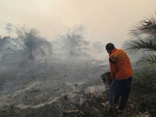 Greenpeace report, forest fires, Indonesia