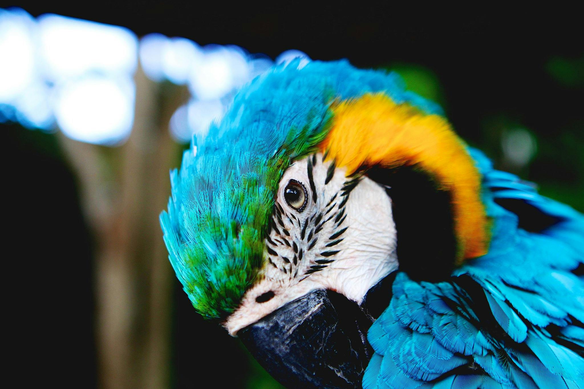 Parrot_Global_Biodiversity_Framework_Fund