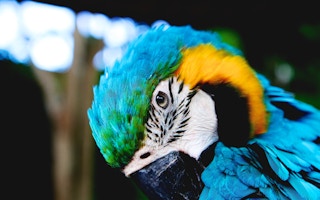 Parrot_Global_Biodiversity_Framework_Fund