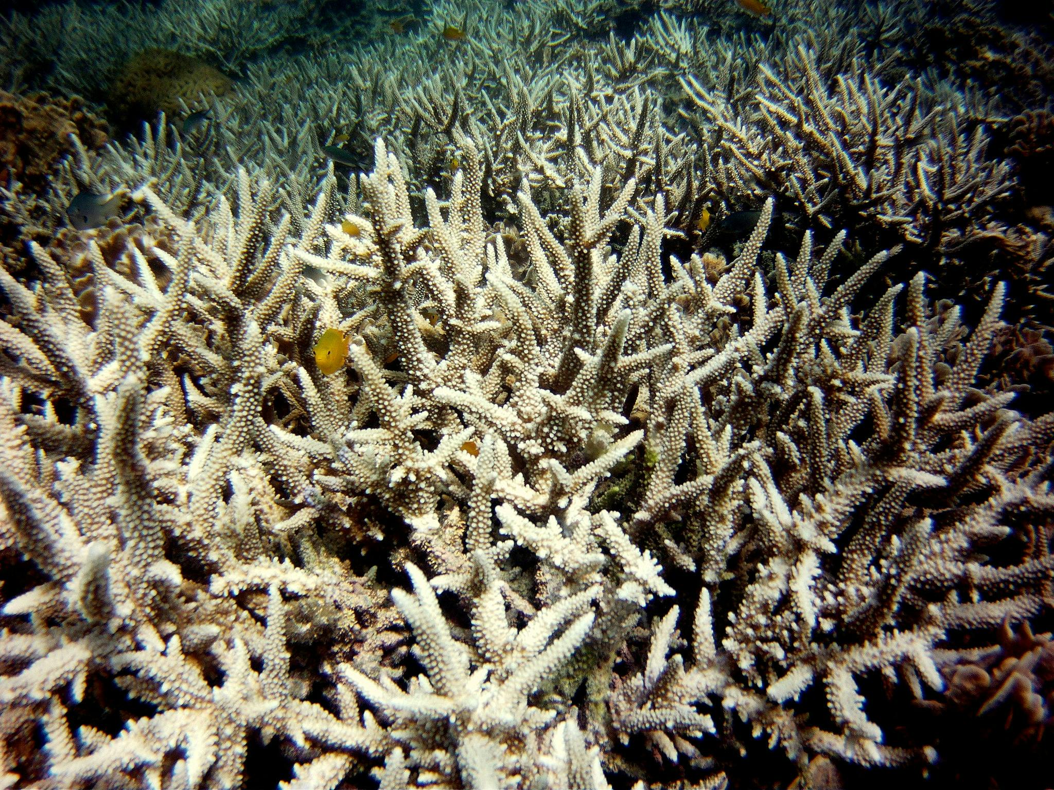 Coral_Bleaching_Super_El_Nino