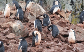 Gento penguins in Antartica
