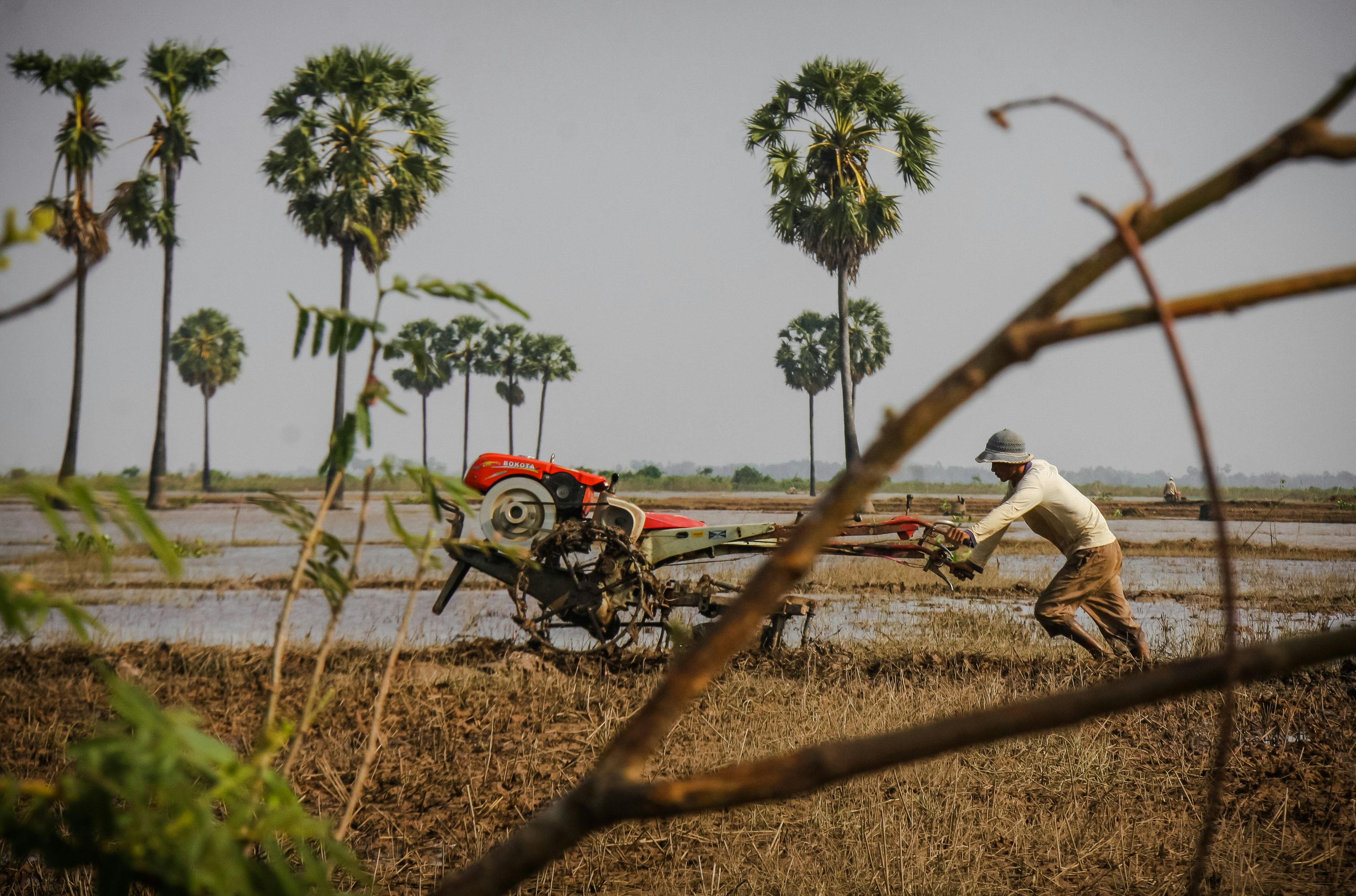 Rice_Resilience_Cambodia