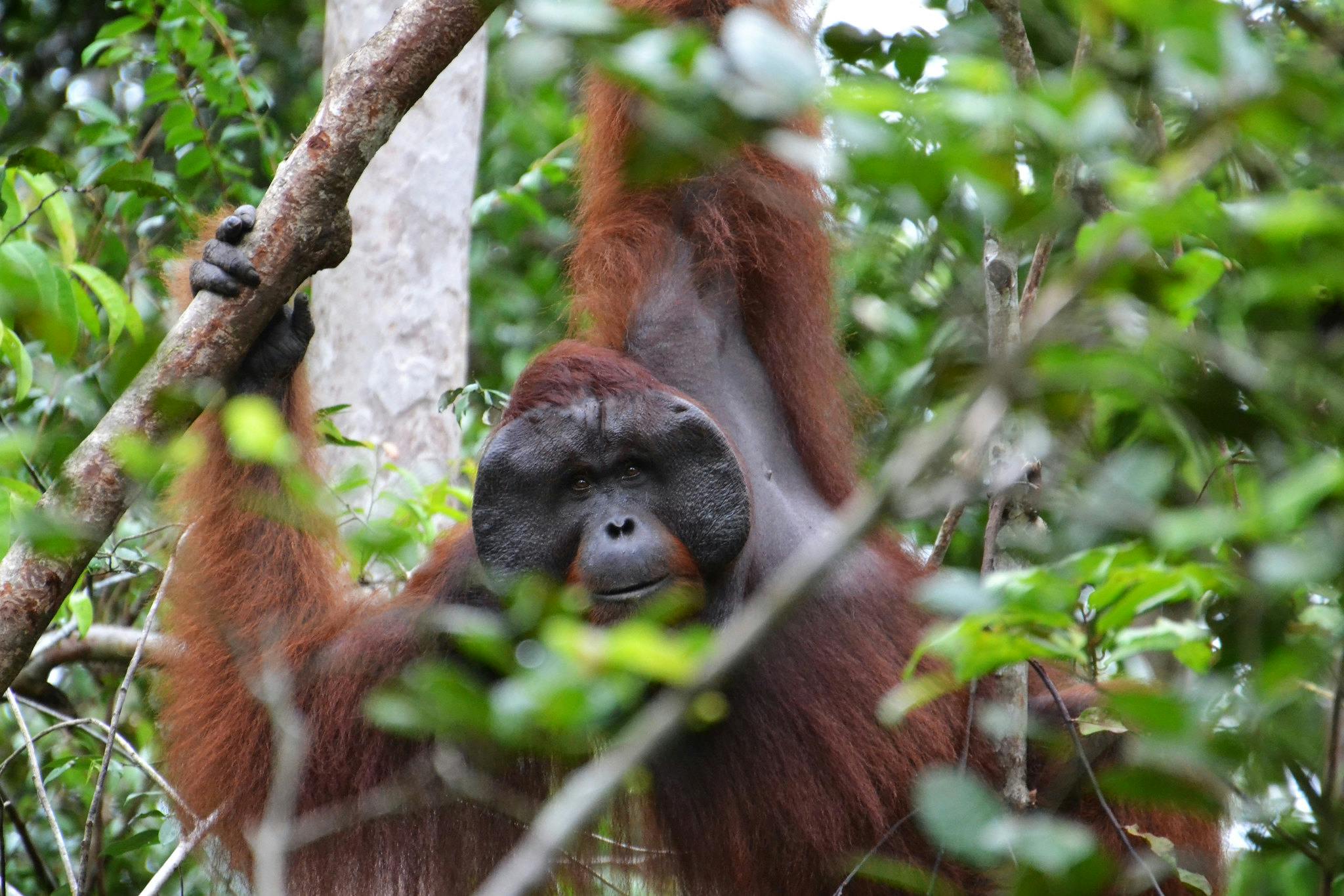 Orangutan_Captive_Indonesia