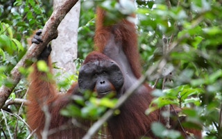 Orangutan_Captive_Indonesia