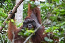 Indonesia at odds with science community over orangutan conservation data