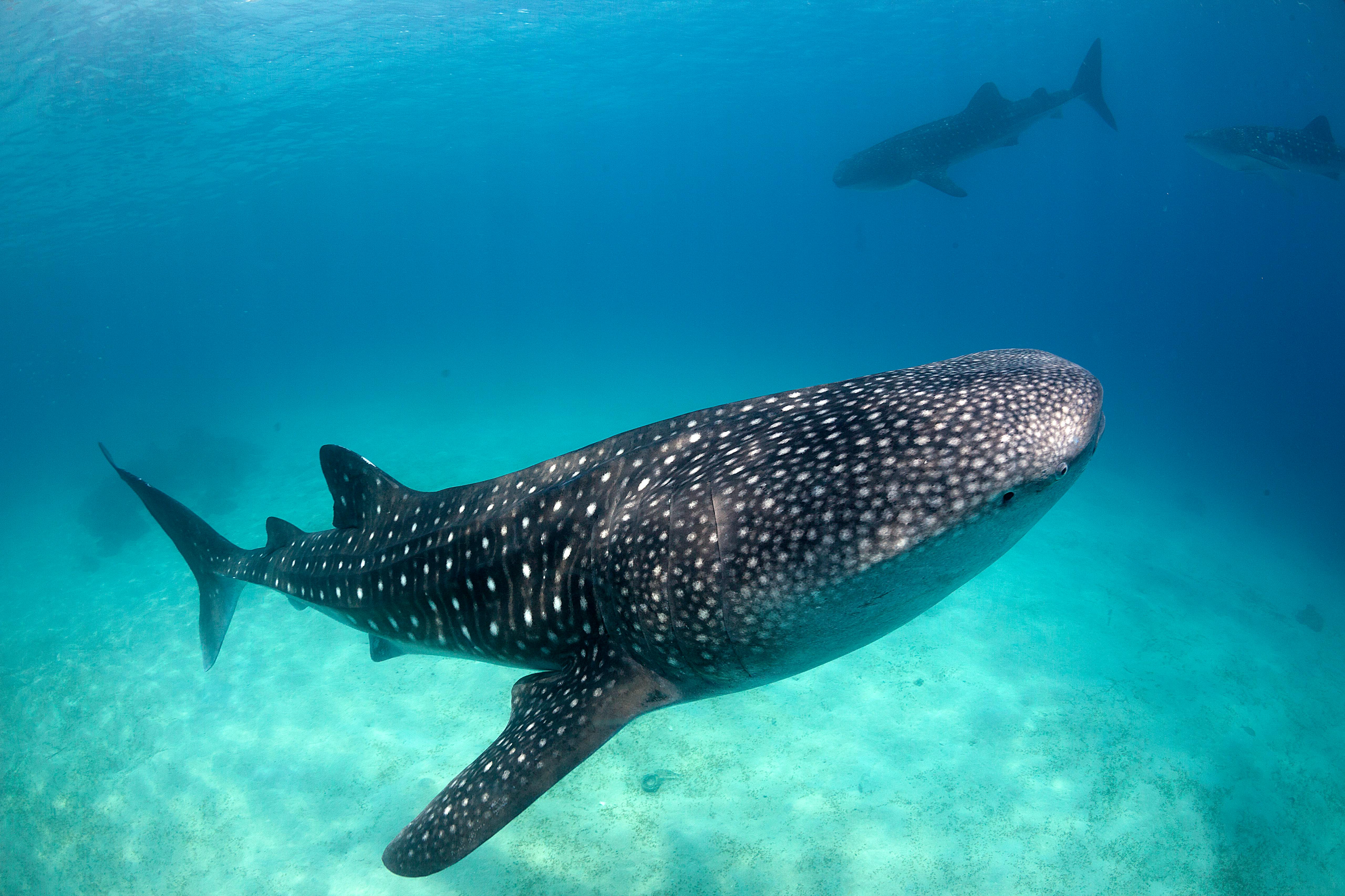 Whale_Shark_Philippines