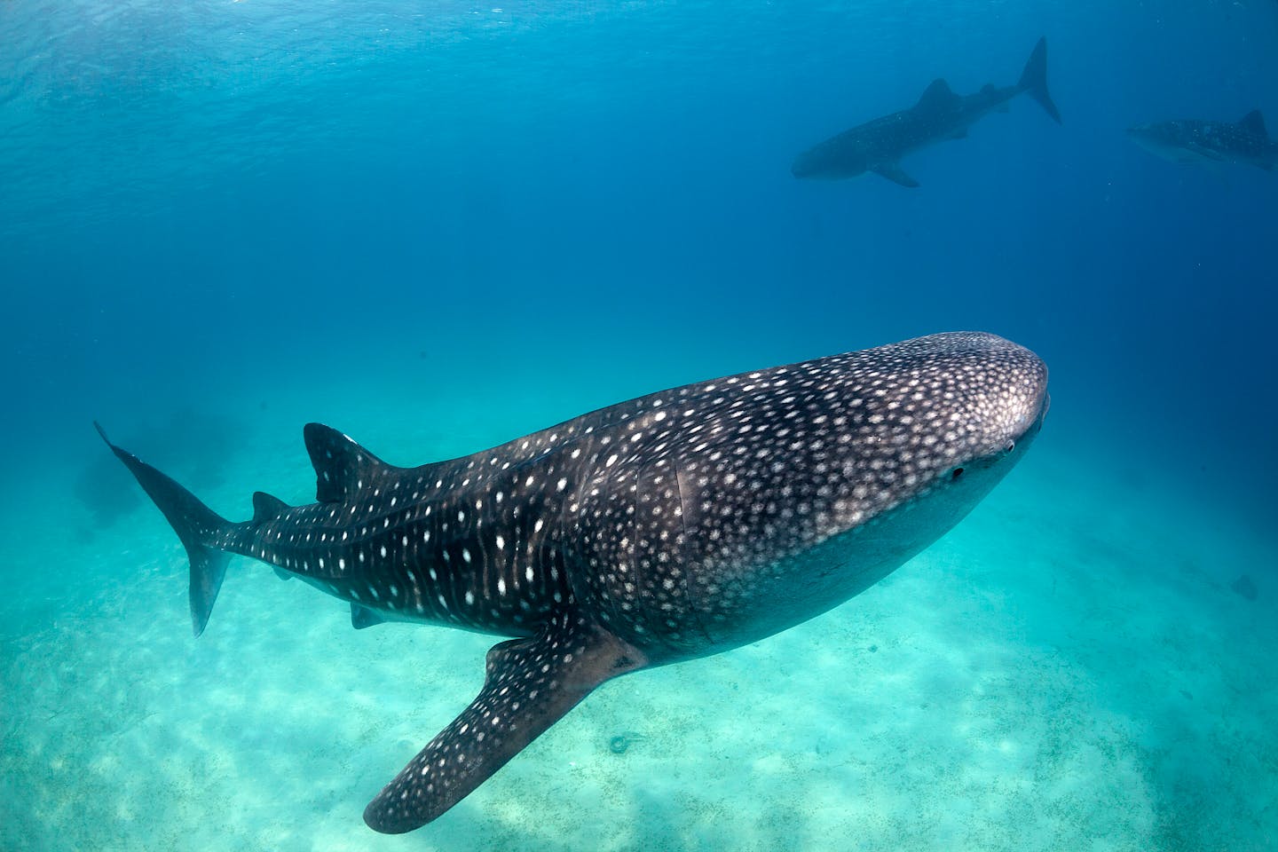 Coastal community alarmed by frequent whale shark strandings in Bay Bengal News | Eco-Business | Asia Pacific