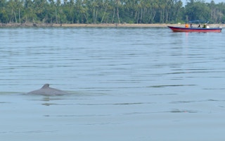 Irrawaddy_Dolphin_Fishing