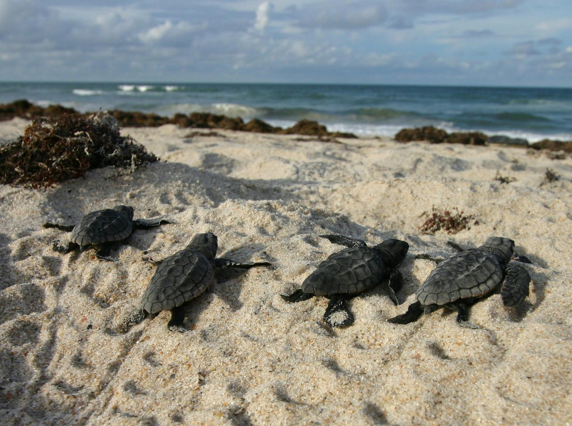 Loggerhead_Turtle_Hatchling_Lebanon