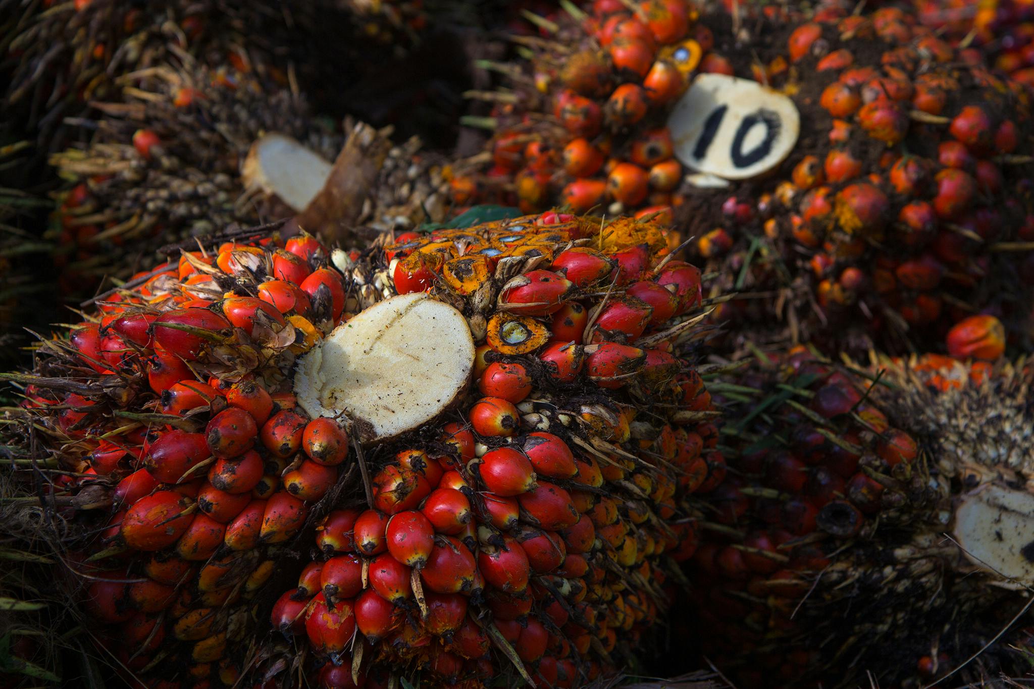 Oil_Palm_Fruit_Malaysia