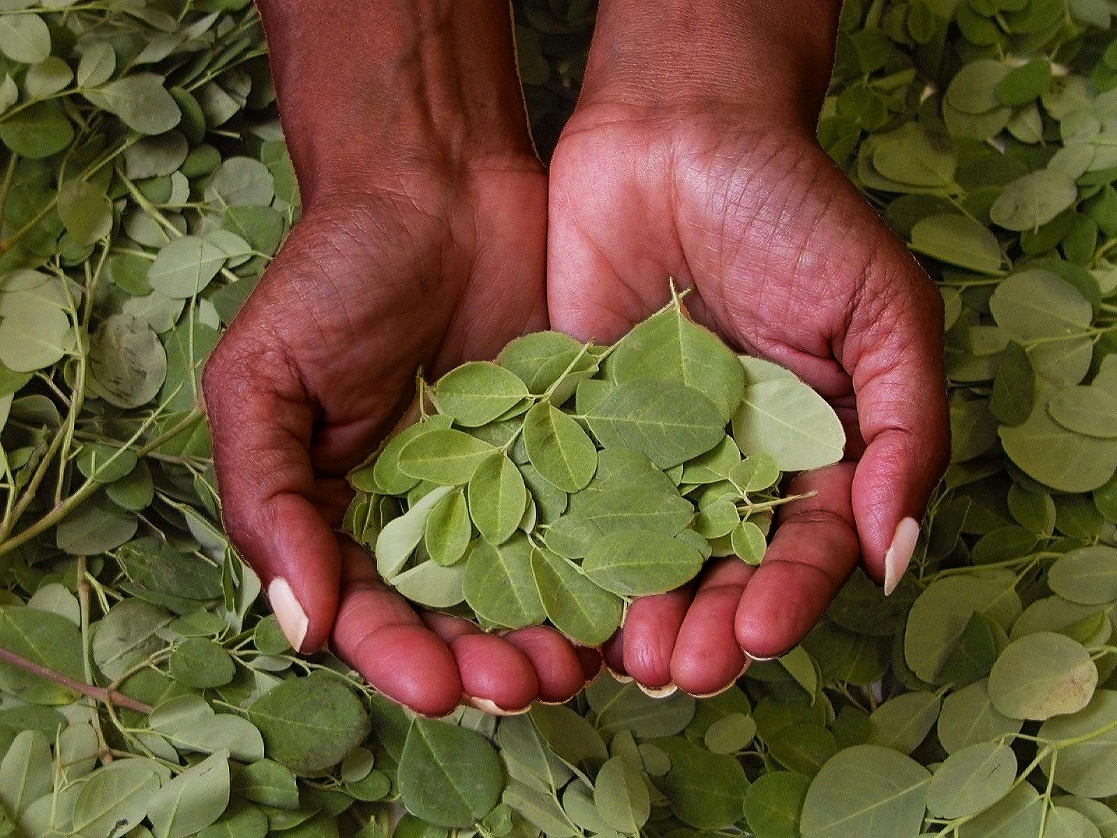 Moringa_Farmers_Bangladesh