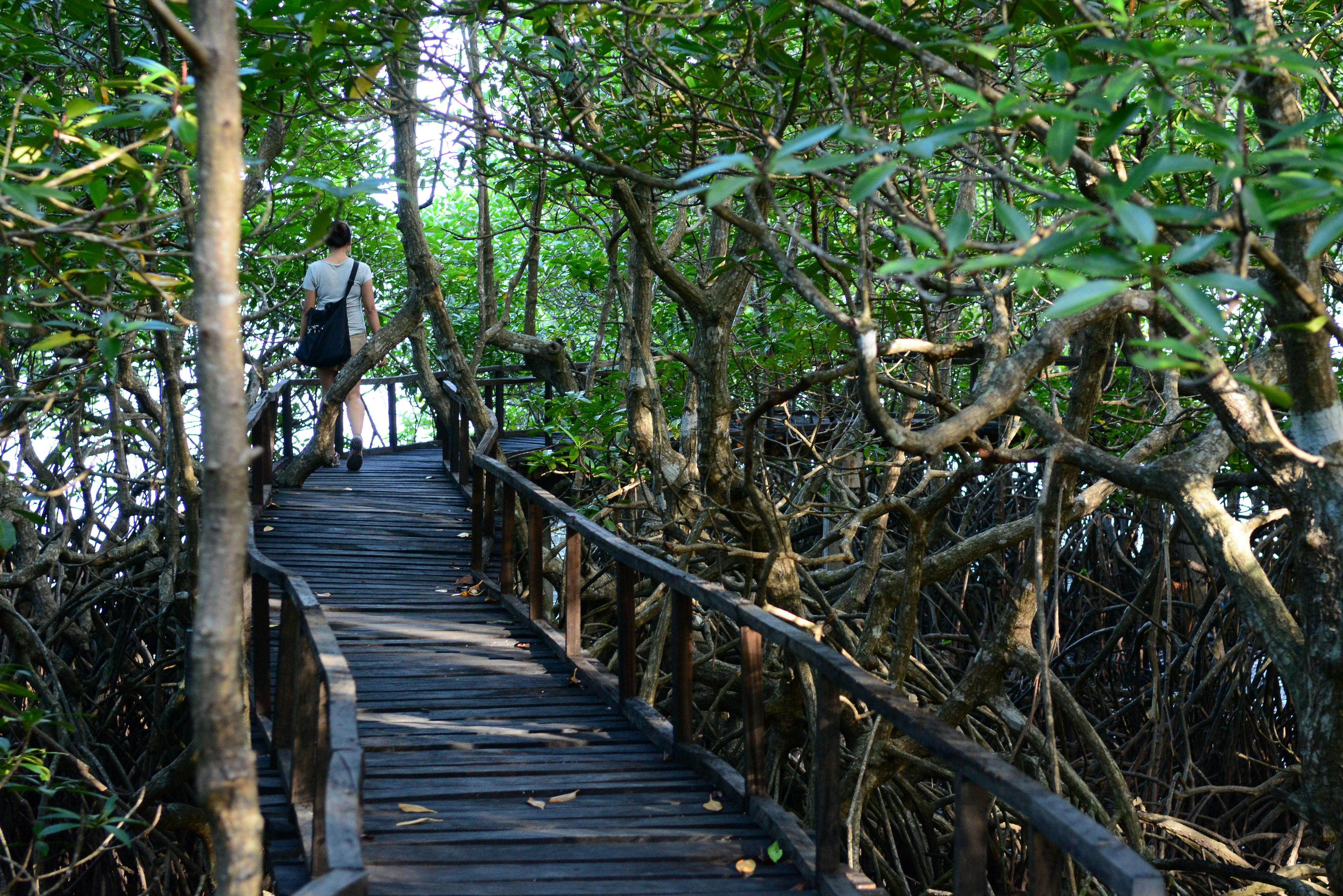 Mangrove_Boardwalk_Philippines
