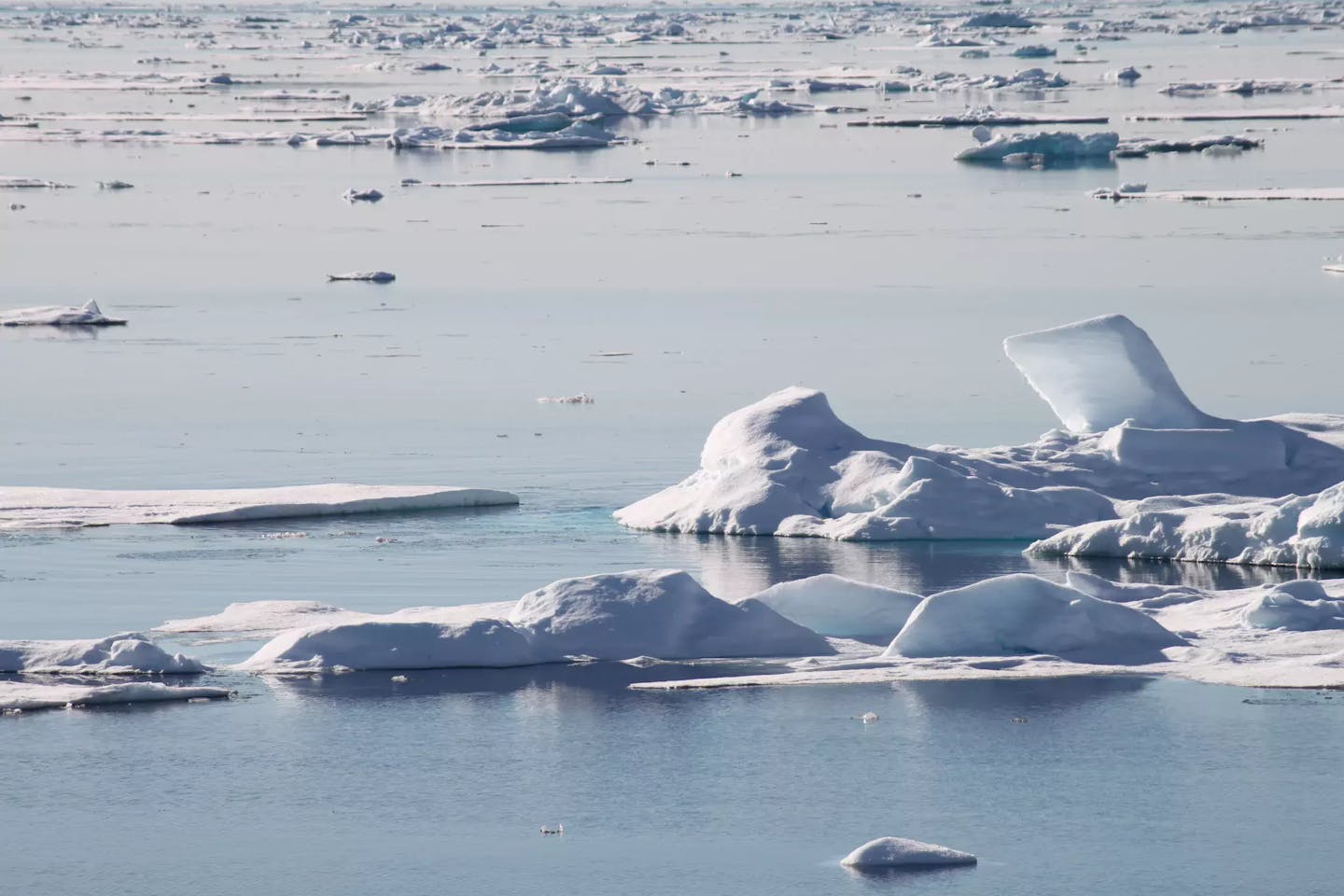 dwindling arctic sea ice