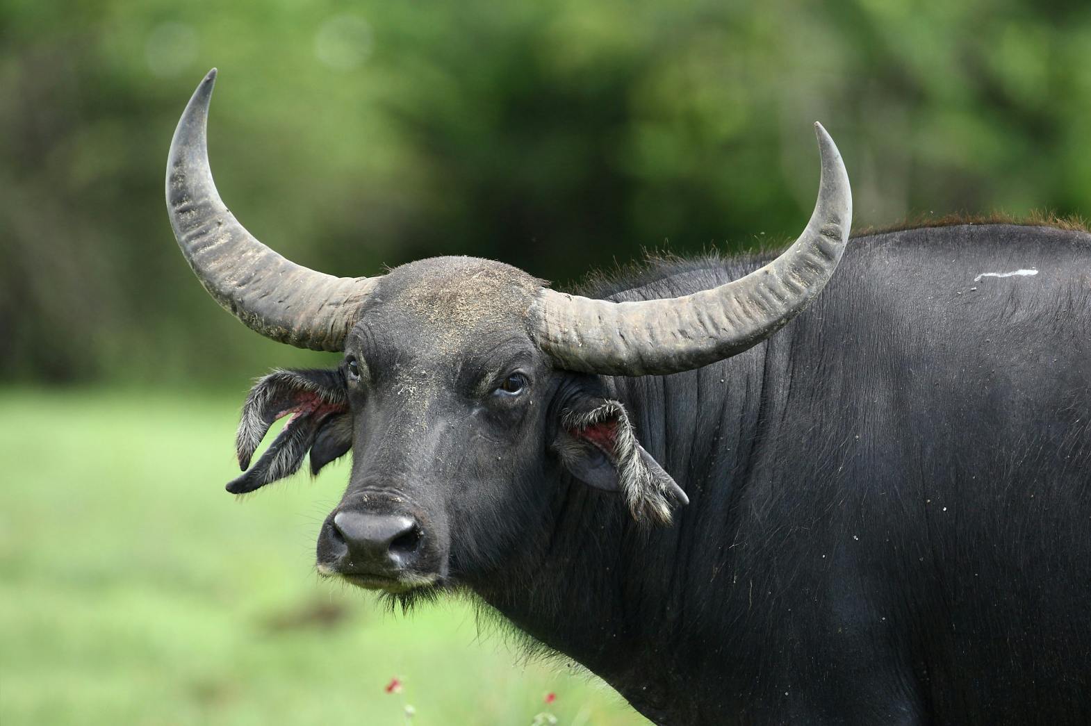 Nepal fails in ambitious attempt to revive wild water buffalo ...