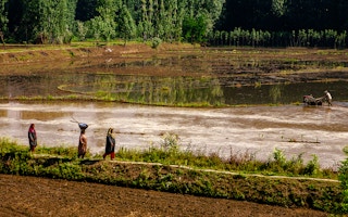 Kashmir farm rice
