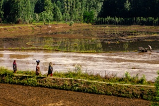 Kashmir farm rice
