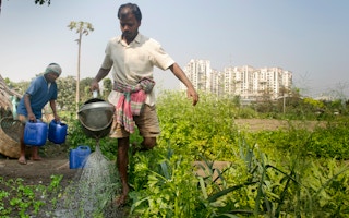 Urban_Farming_India_Pradhan