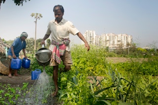 Urban_Farming_India_Pradhan