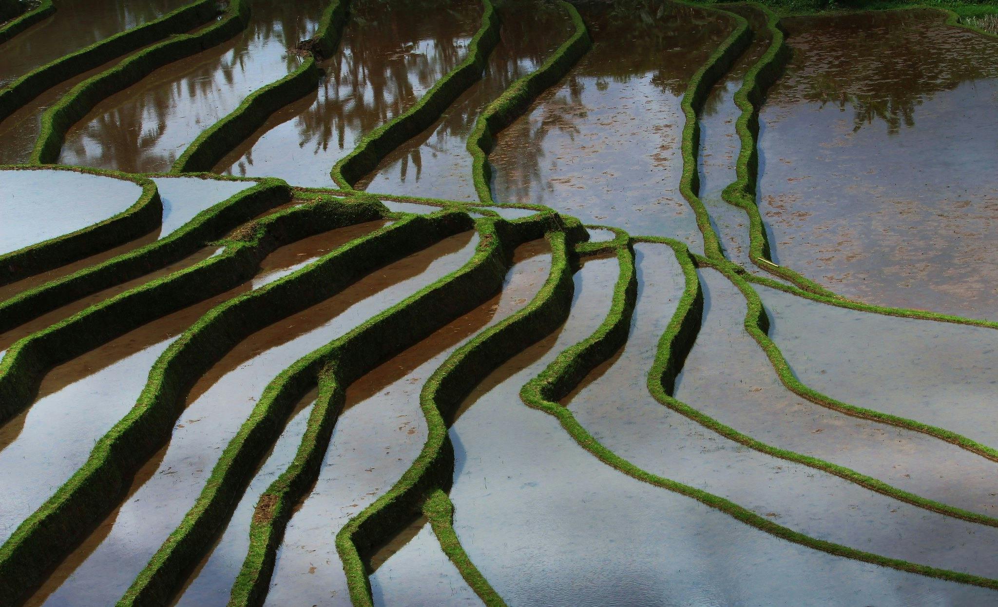 Rice_Terraces_Water_Bali_Indonesia