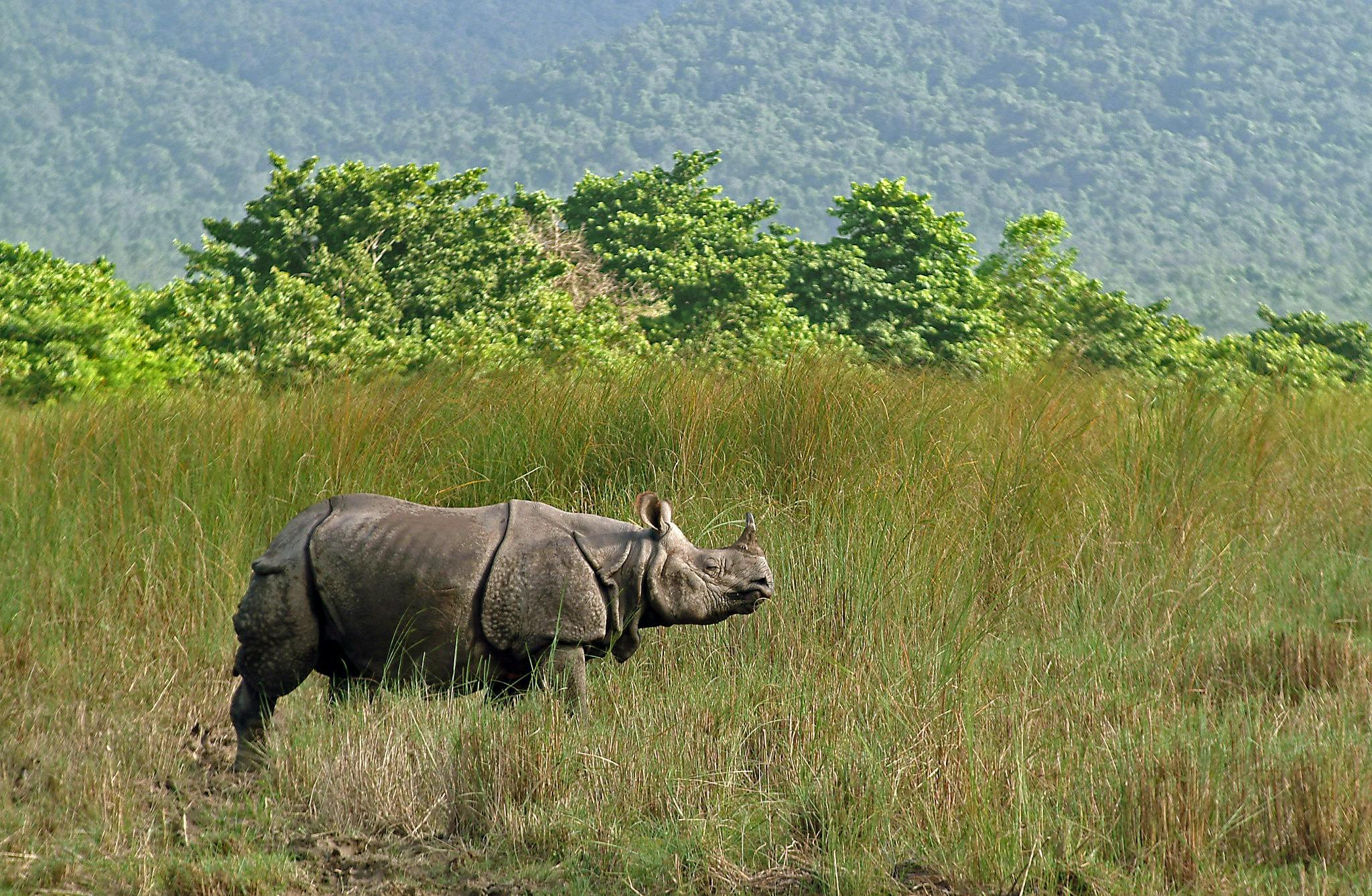 Asian_Rhino_Nepal