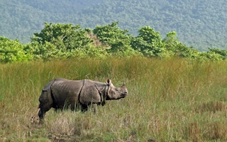 Asian_Rhino_Nepal