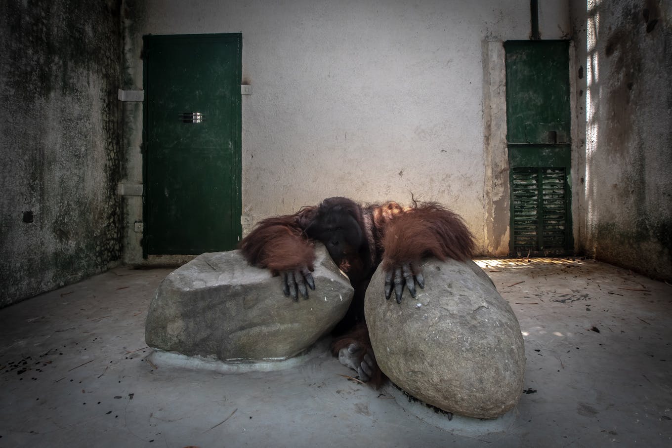 Orangutan hiding being blocks in small enclosure in Vietnam